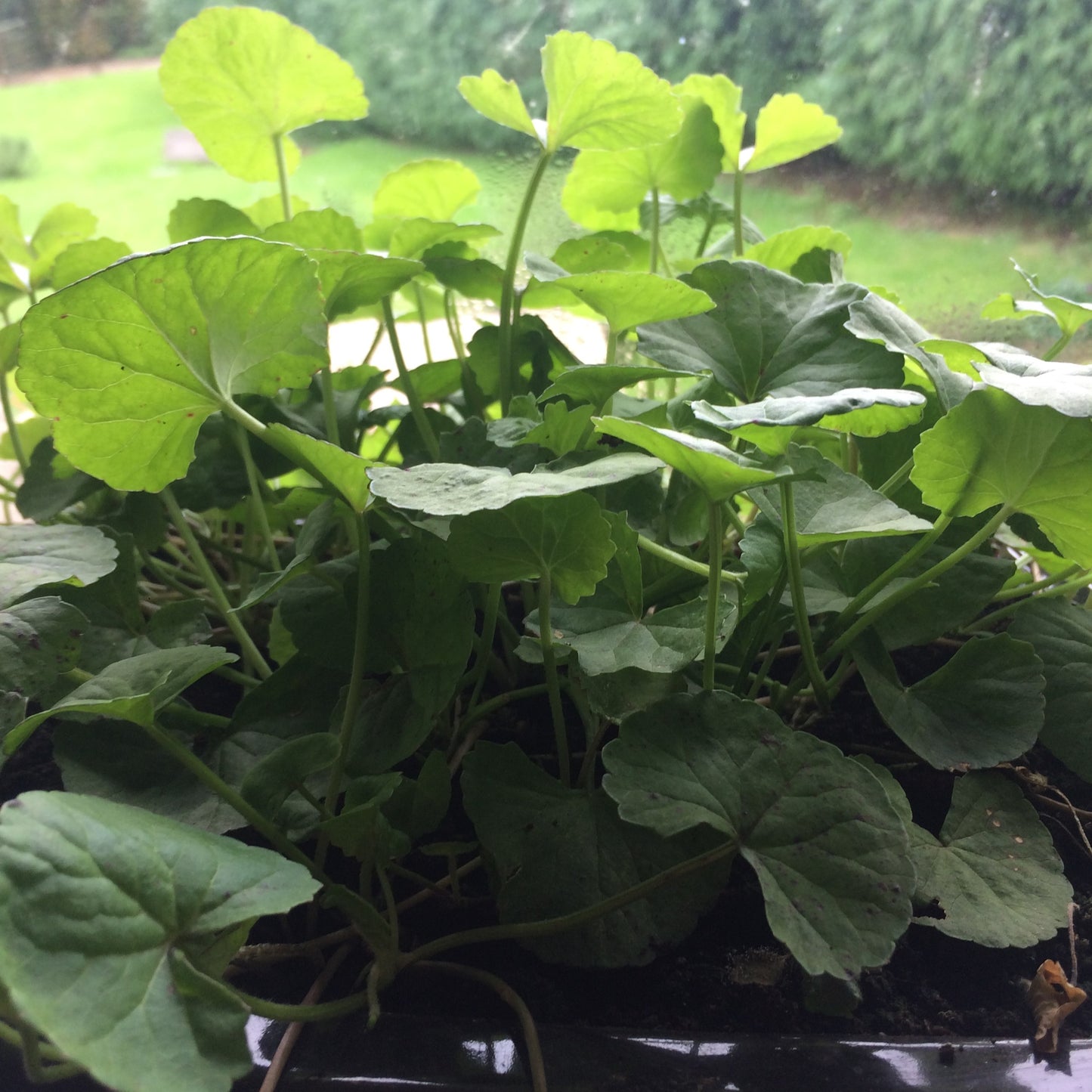Centella asiatica plant