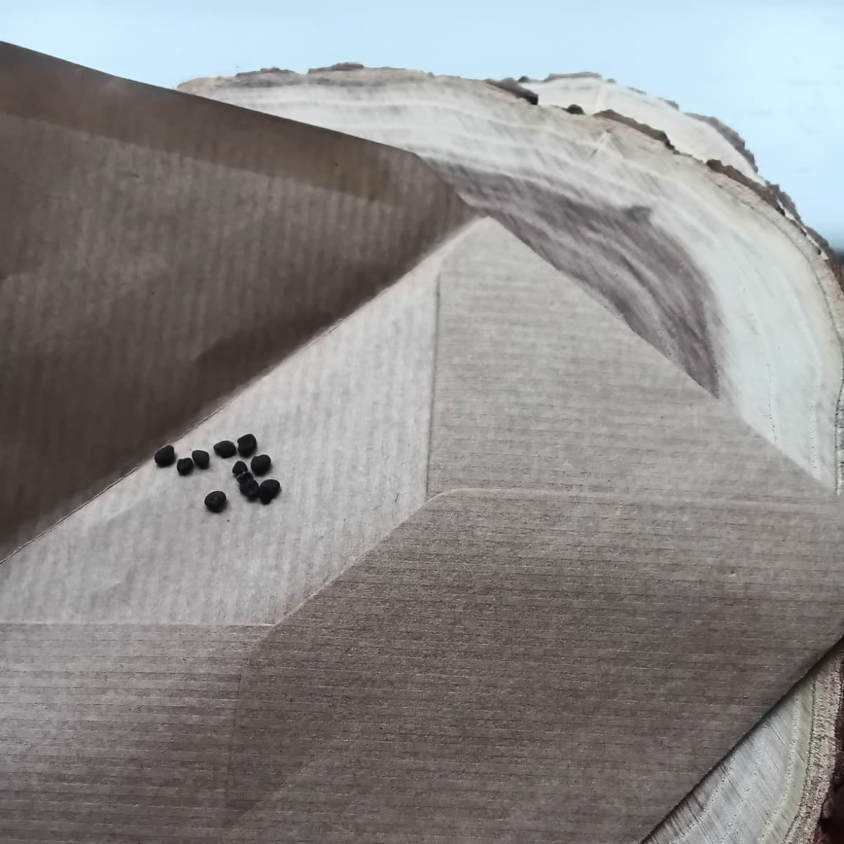 Astragalus membranaceus seeds