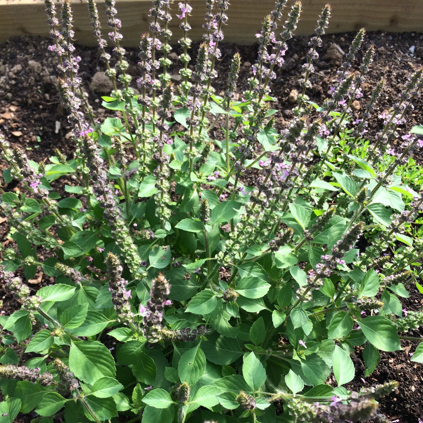 Ocimum tenuiflorum Tulsi plant