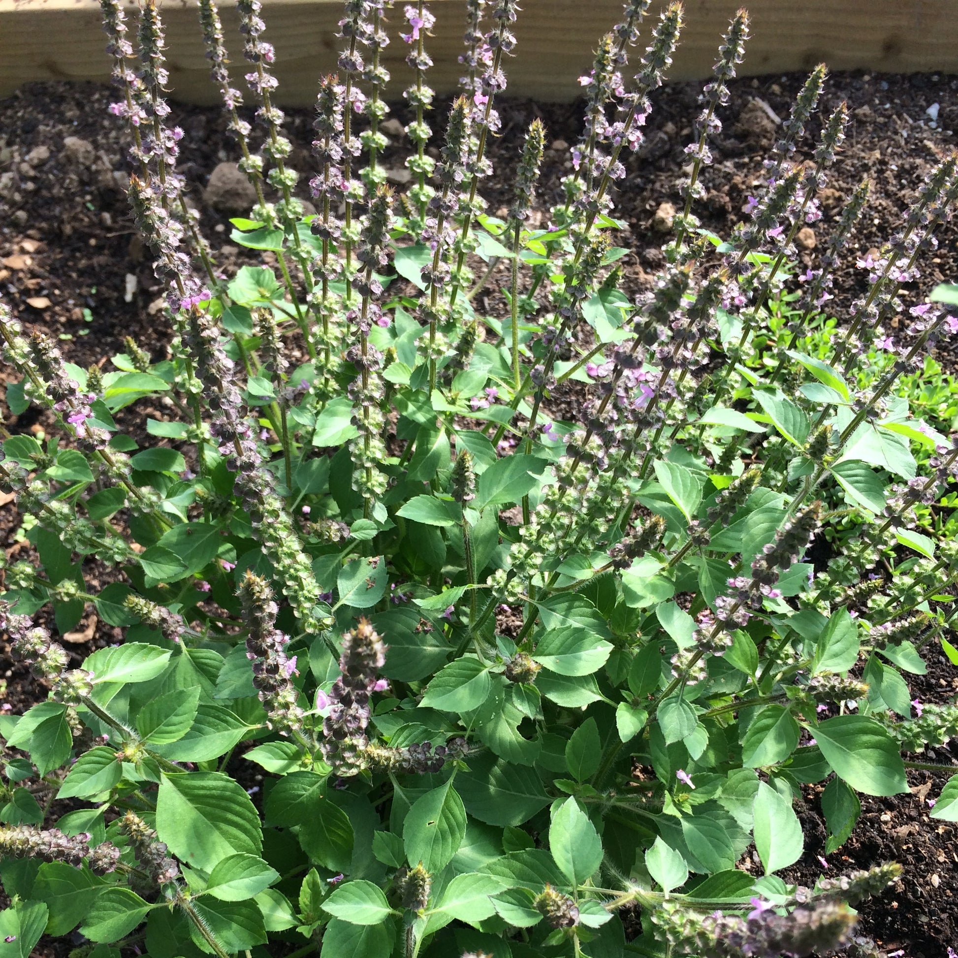 Ocimum tenuiflorum Tulsi plant