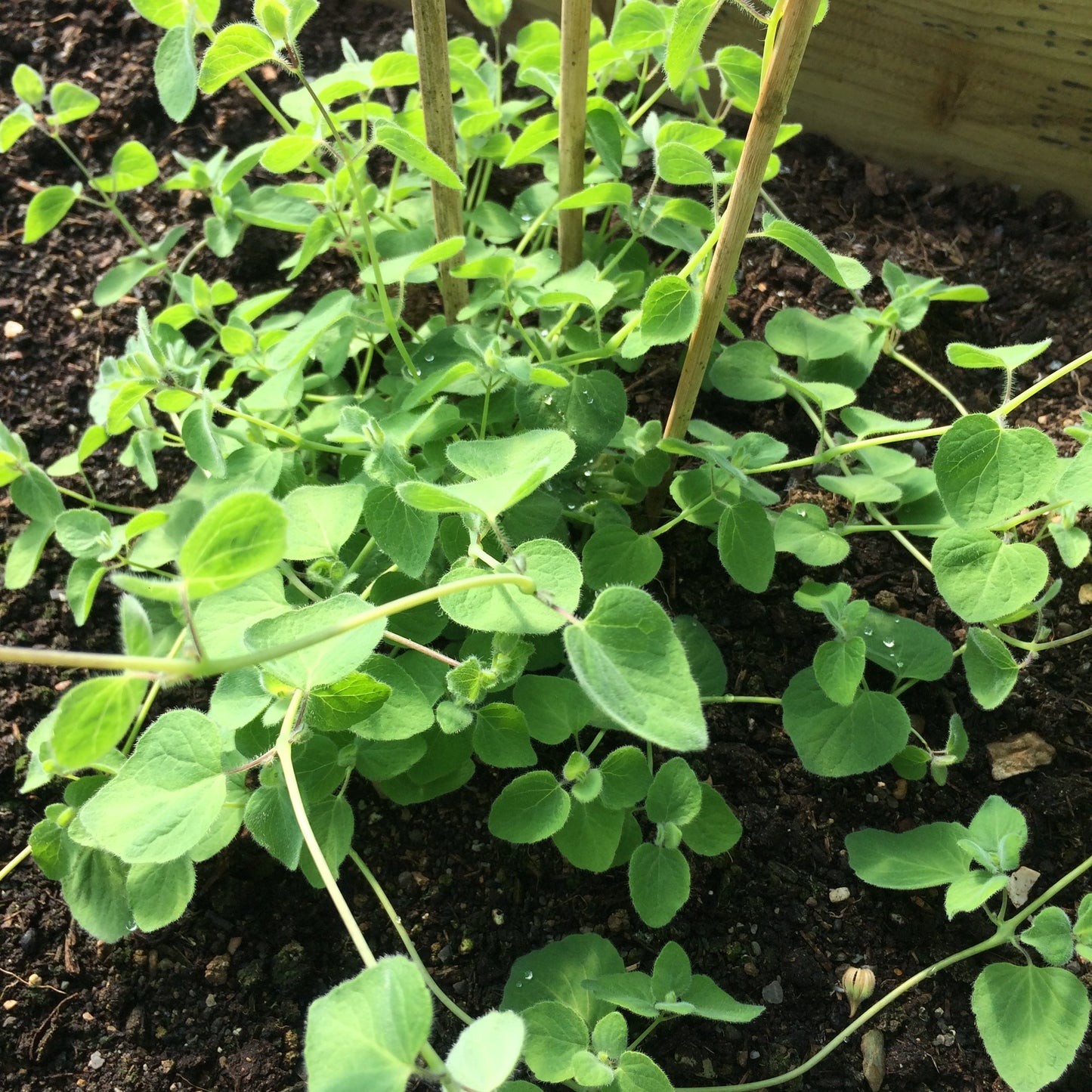 Young Codonopsis pilosula