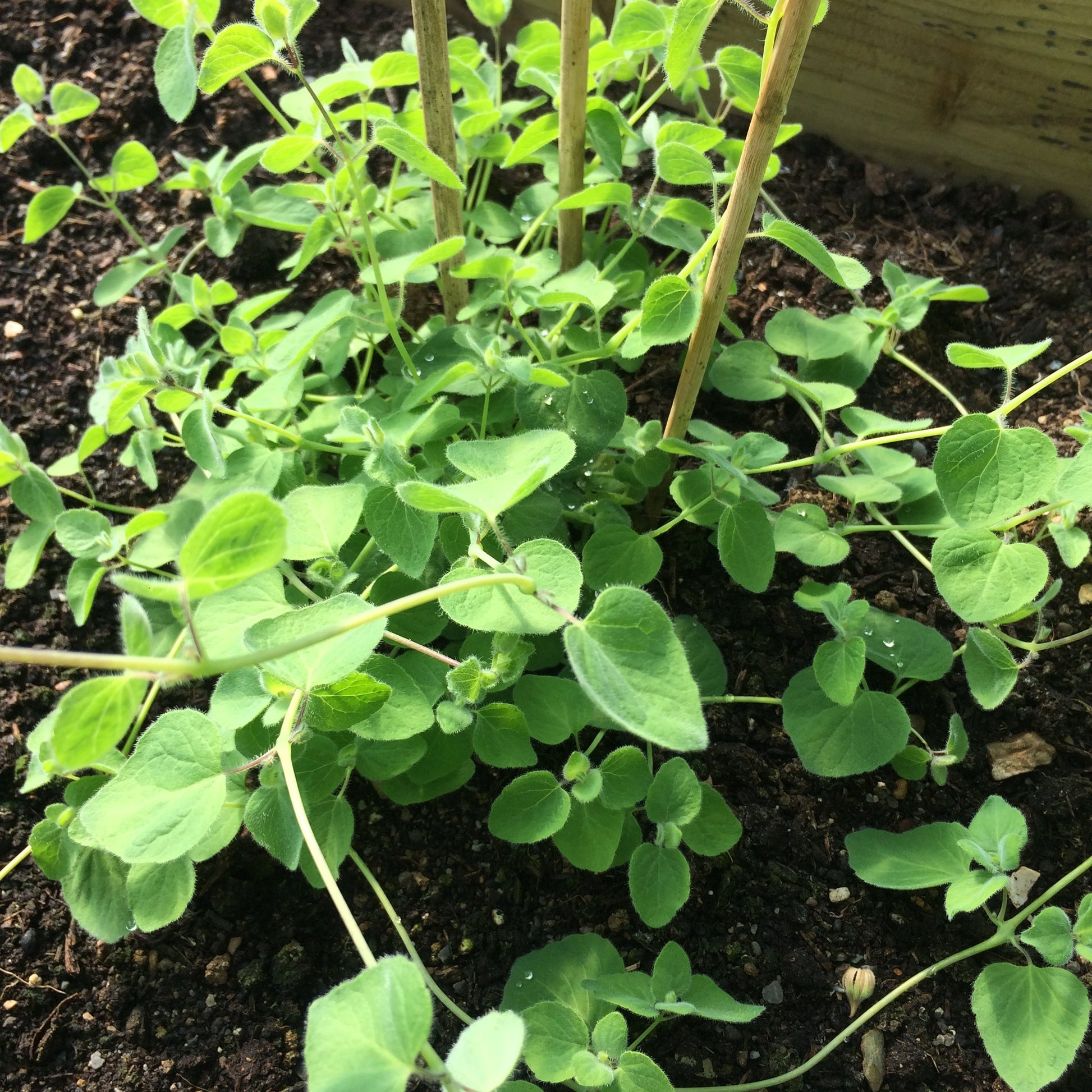 Young Codonopsis pilosula