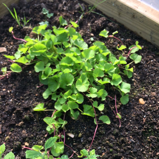 Gotu kola | Centella asiatica