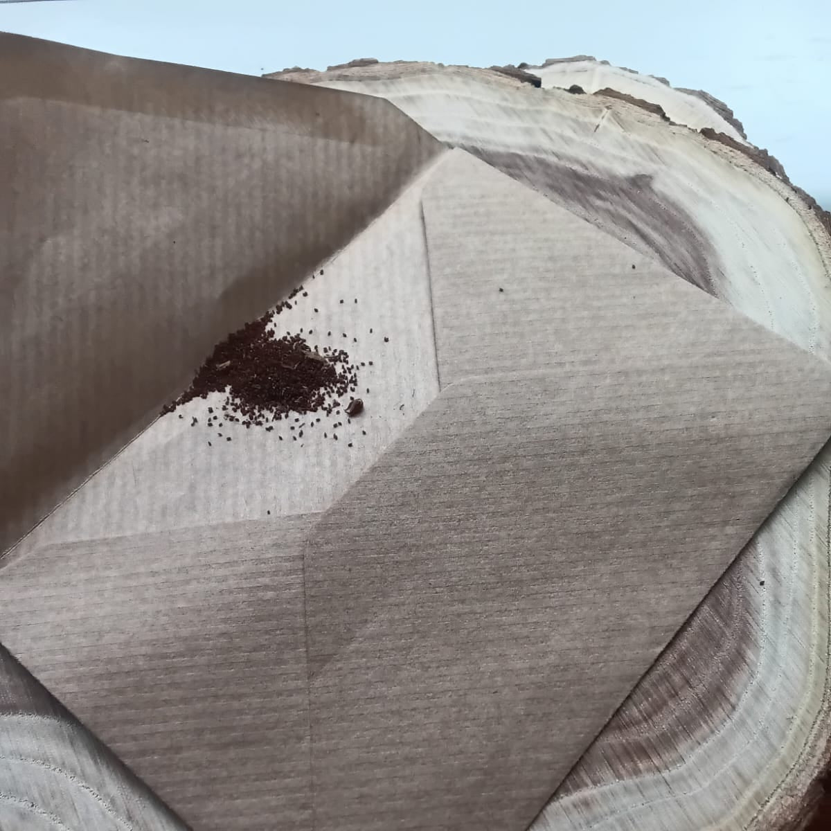 Lobelia inflata Seeds