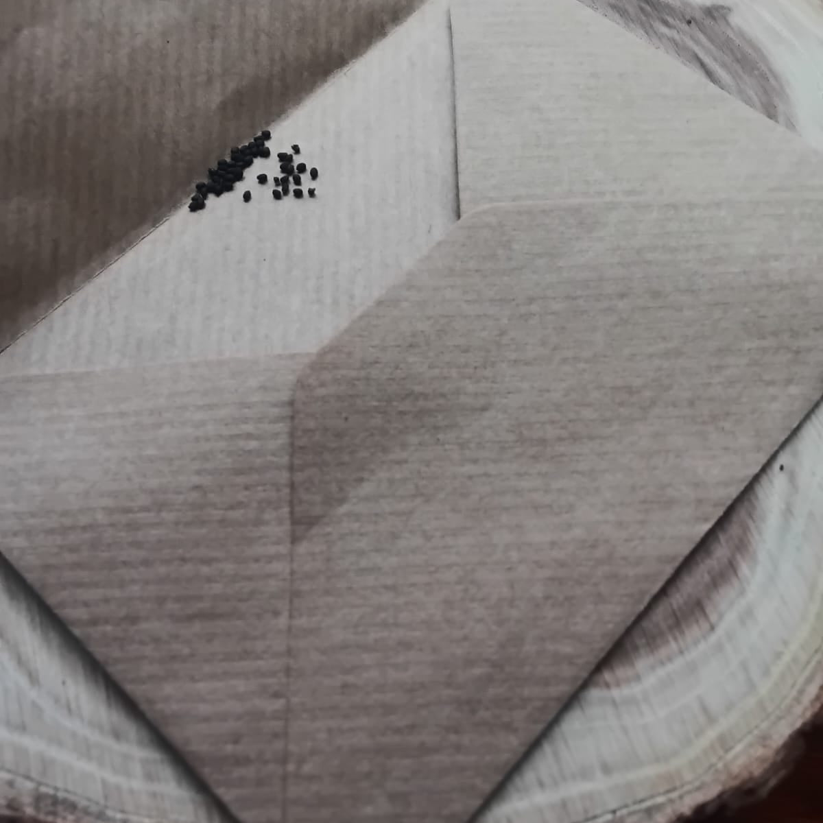 Ocimum tenuiflorum Tulsi Seeds